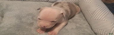 American Bully 5