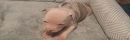 American Bully dogs for sale: American Bully 5 - Ad 1