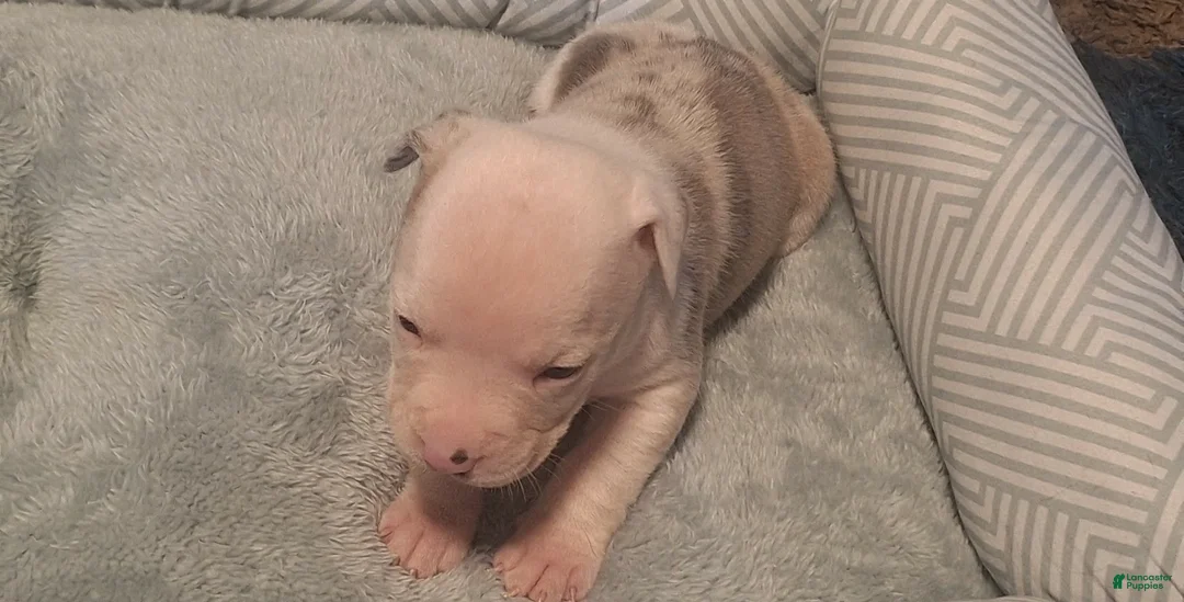 American Bully dogs for sale: American Bully 5 - Ad 1
