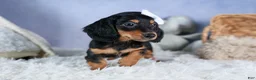 Miniature Dachshund dogs for sale: 🐾 MEET VIKING 🐶❤️ - Ad 9