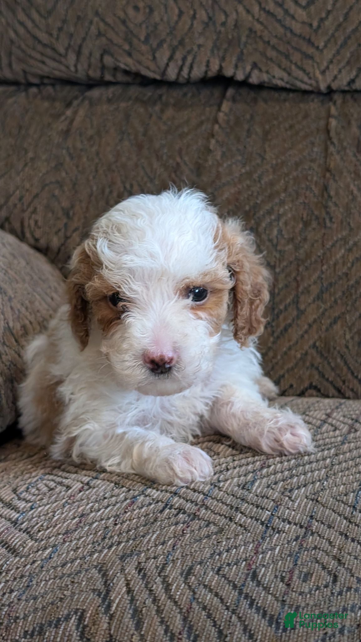 Miniature Poodle dogs Sheba - Ad 2