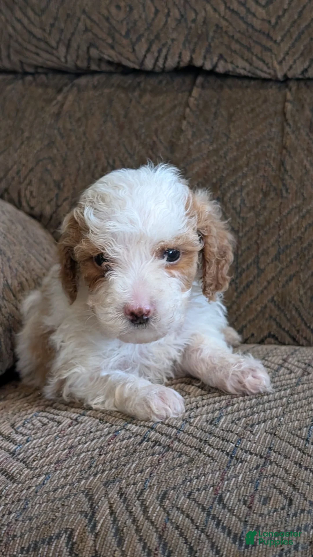 Miniature Poodle dogs for sale: Sheba - Ad 2