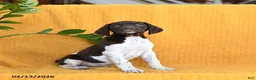 German Shorthaired Pointer dogs for sale: Blueberry - Ad 4