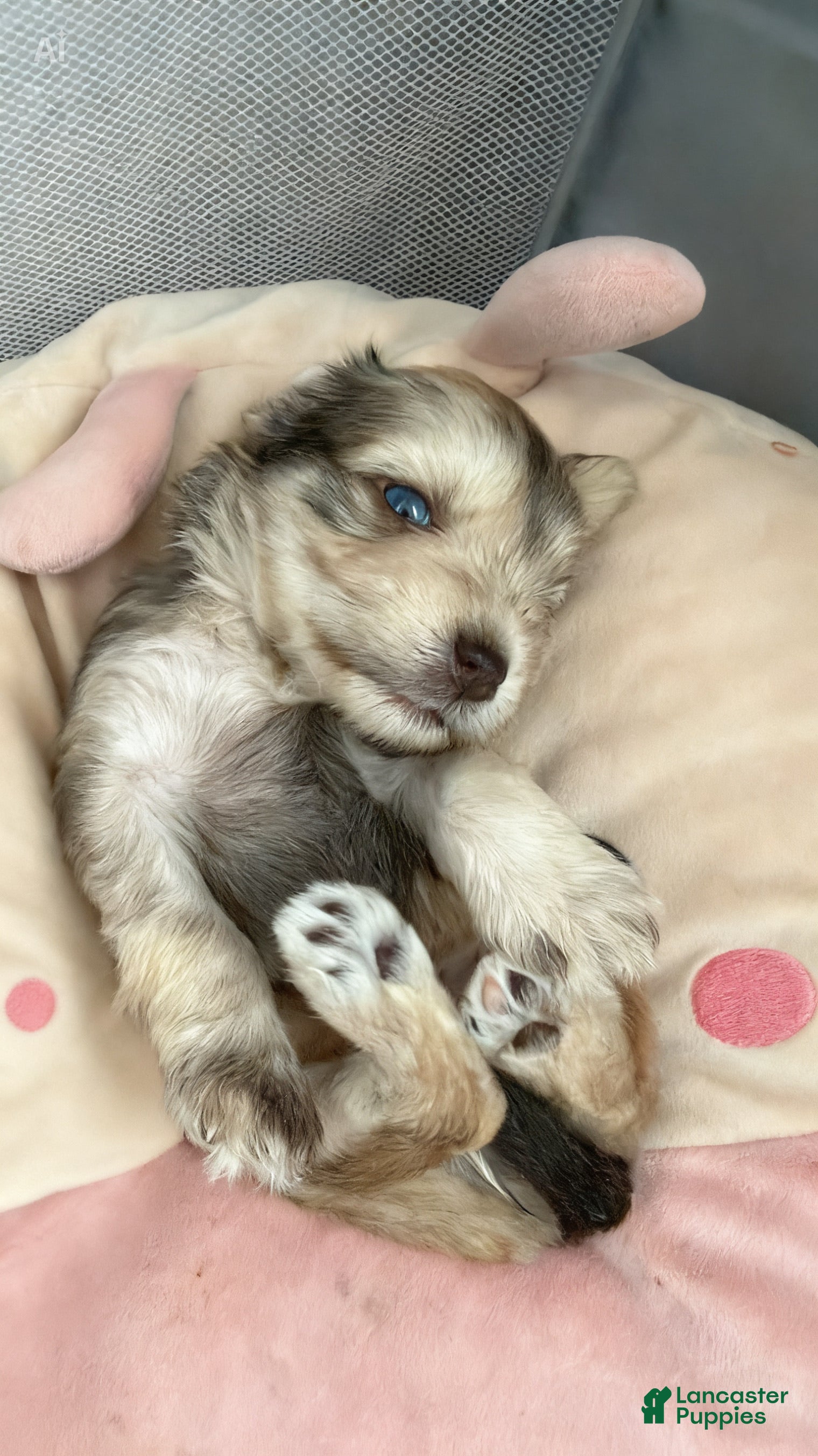 Miniature Schnauzer dogs Miniature Schnauzer Puppy 6 - Ad 8