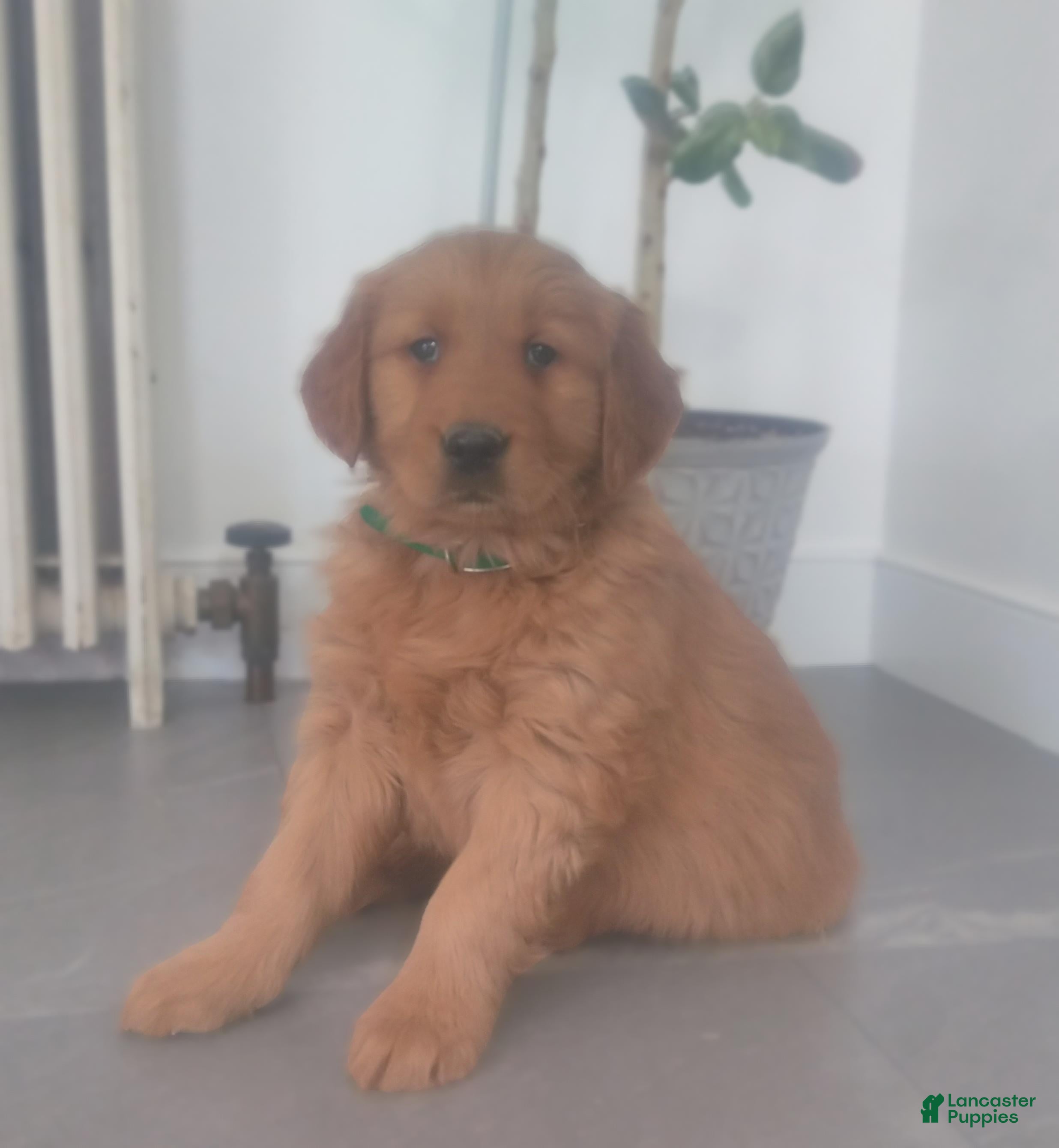 Golden Retriever dogs Honey – (dark green collar)“I’m the sunshine of the litter!” - Ad 6
