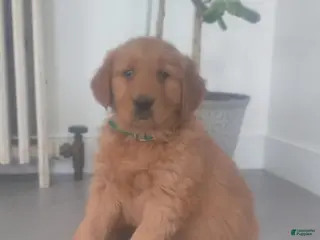 Golden Retriever dogs Honey – (dark green collar)“I’m the sunshine of the litter!” - Ad 6