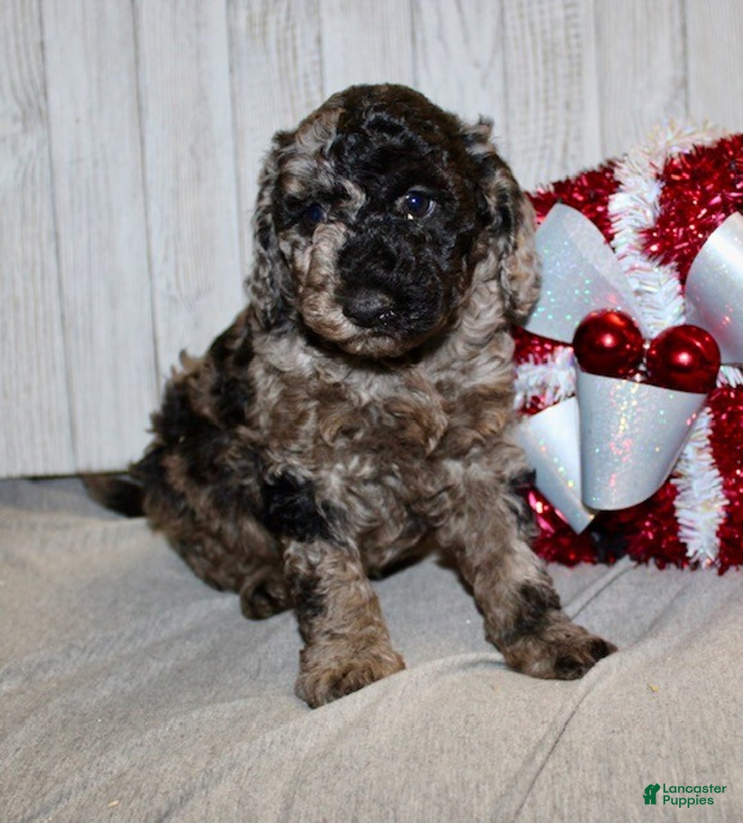 Mixed Breed dogs for sale: Jade - Ad 2