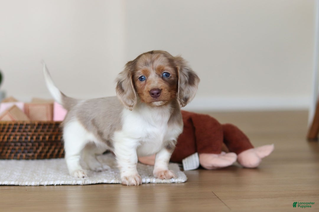 Miniature Dachshund dogs for sale: Skye - Ad 14
