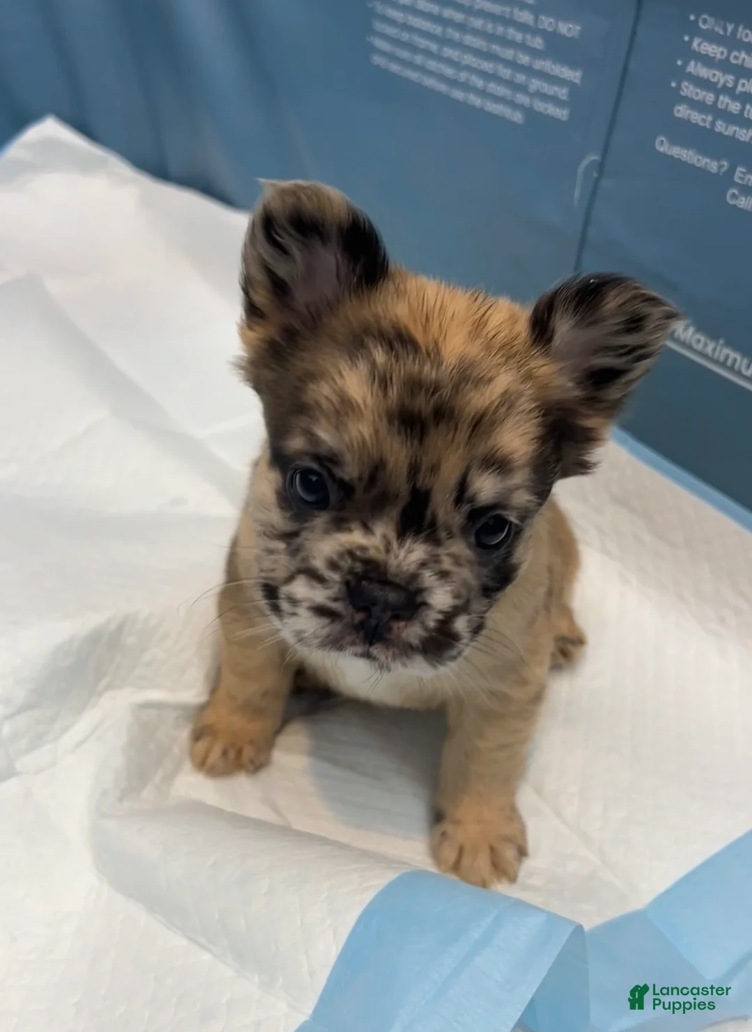 French Bulldog dogs for sale: Mimi - Ad 2