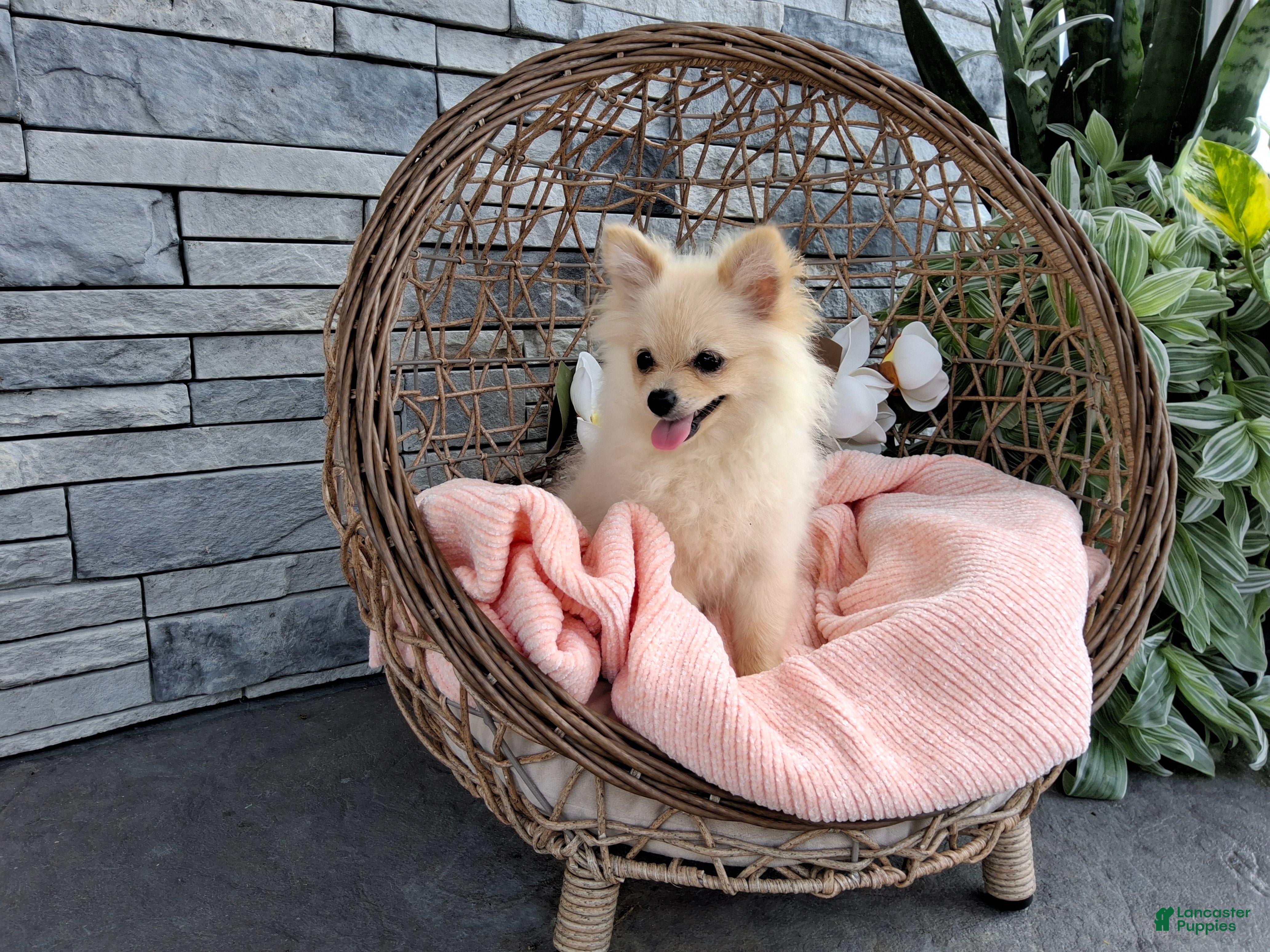Pomeranian dogs Heilda  - Ad 1