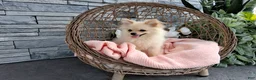Pomeranian dogs for sale: Heilda  - Ad 1