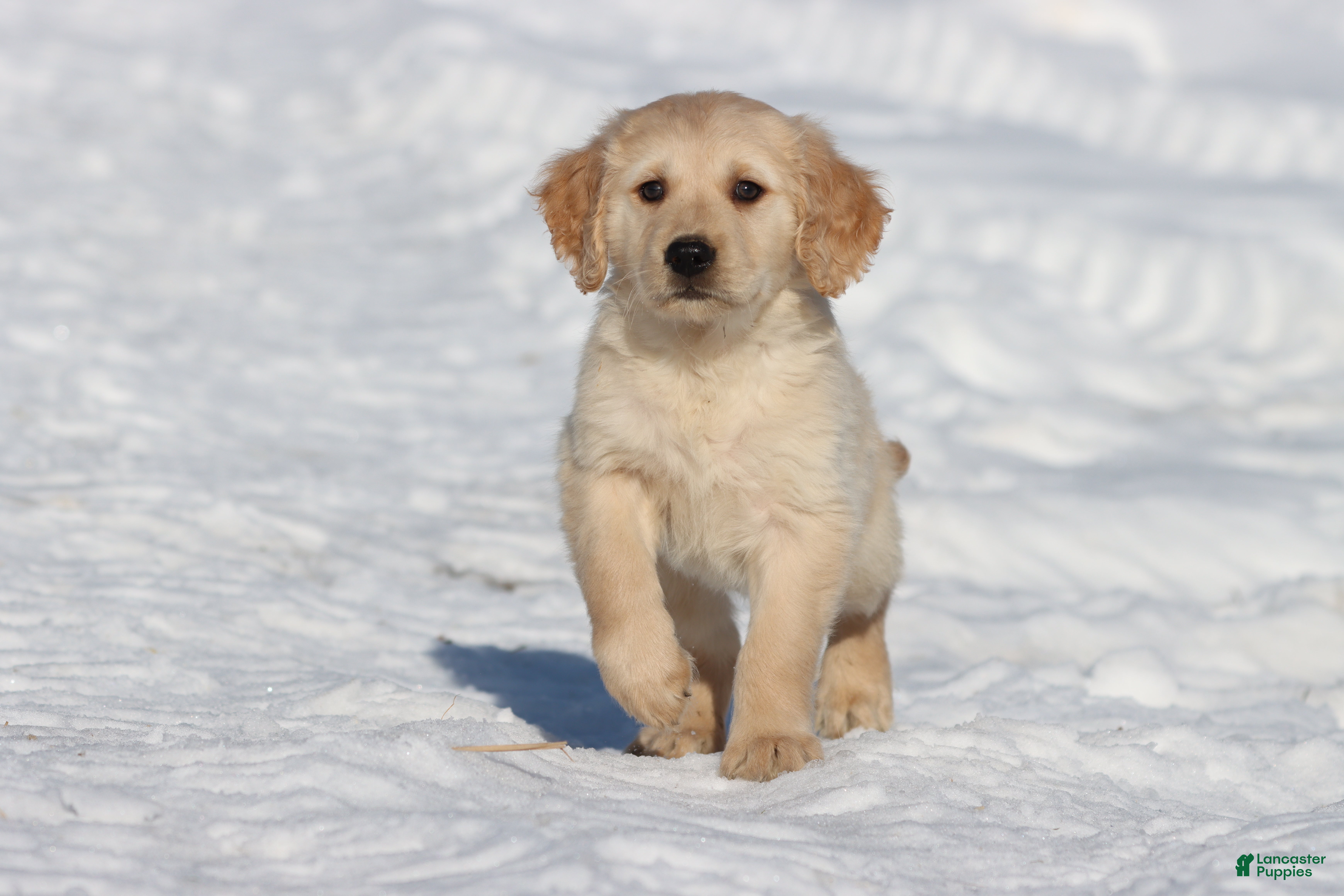 Golden Retriever dogs Mr Handsome - Ad 29