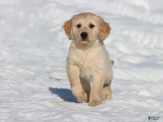 Golden Retriever dogs Mr Handsome - Ad 29