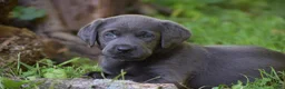Labrador Retriever dogs for sale: Star - Ad 16