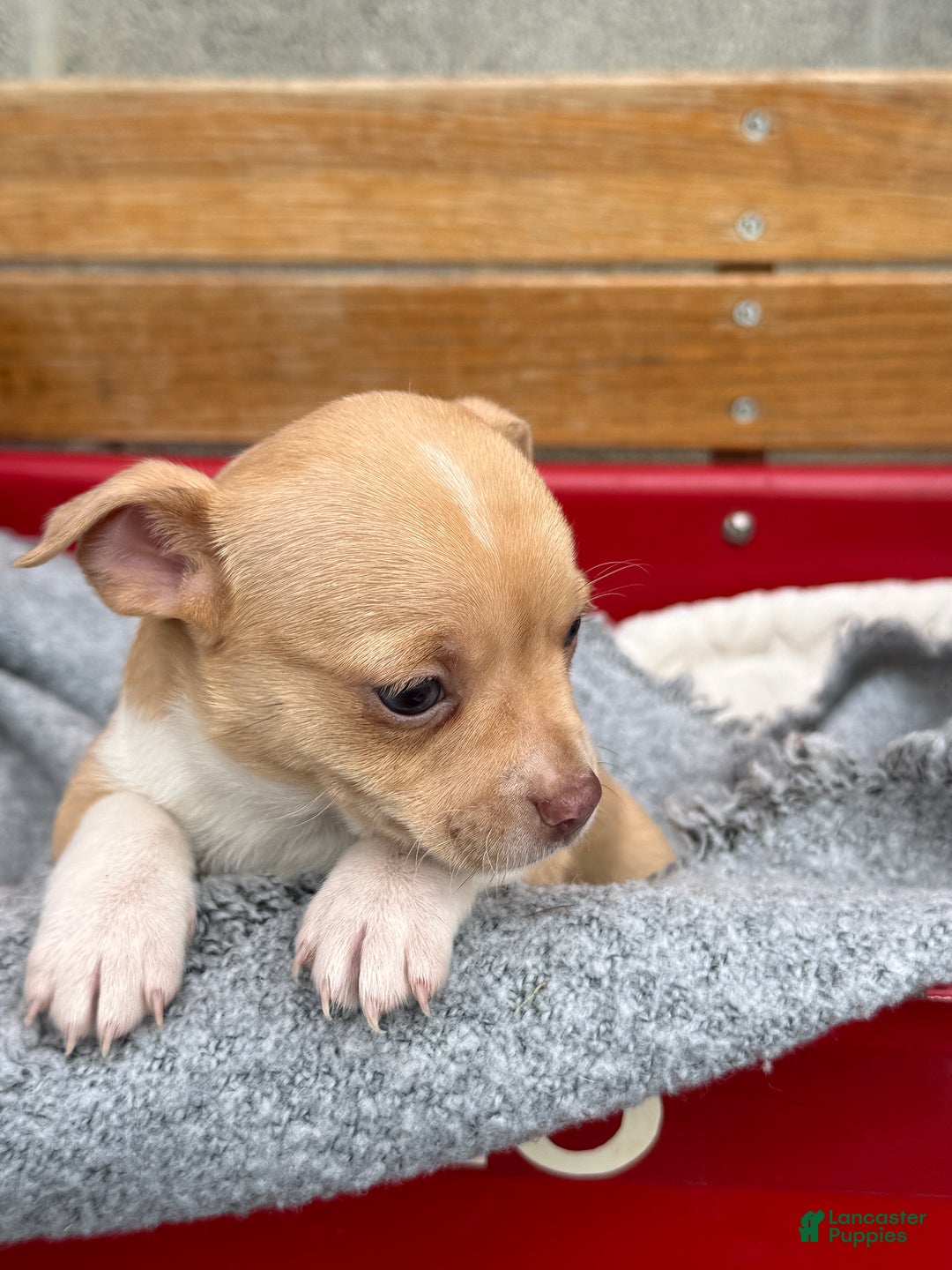 Chihuahua dogs for sale: Cookie - Ad 12