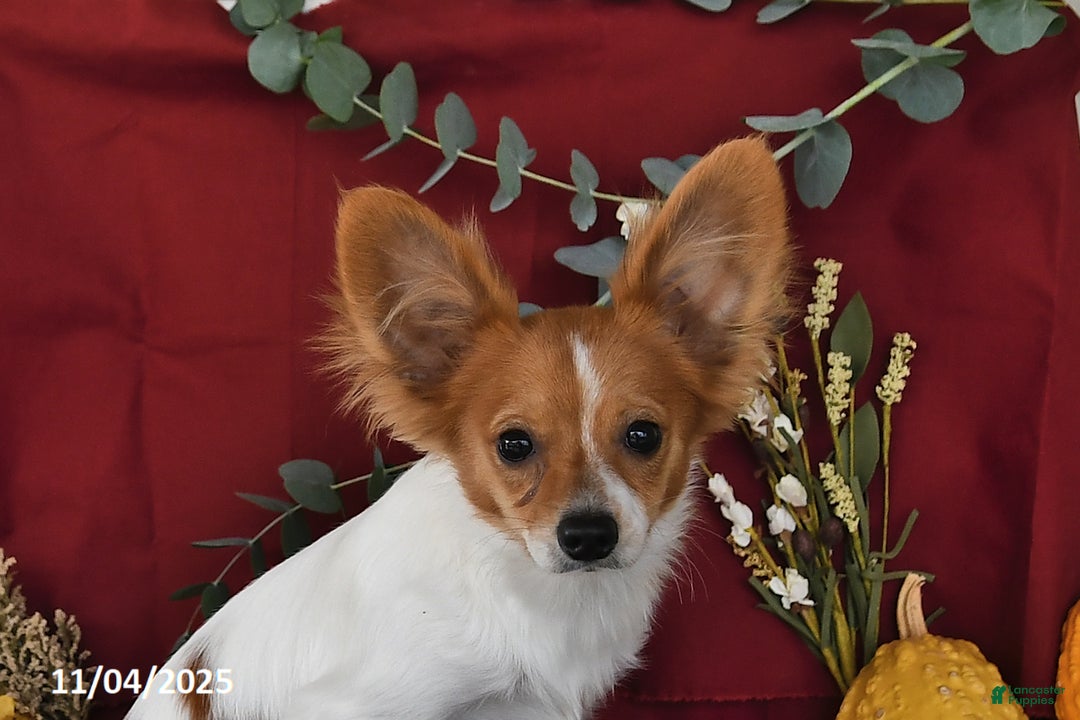 Papillon dogs for sale: Bailey - Ad 4