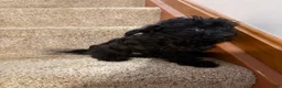 Yorkiepoo dogs for sale: Fabio - Ad 1
