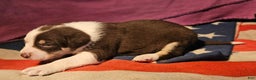 Border Collie dogs for sale: CeeCee - Ad 11