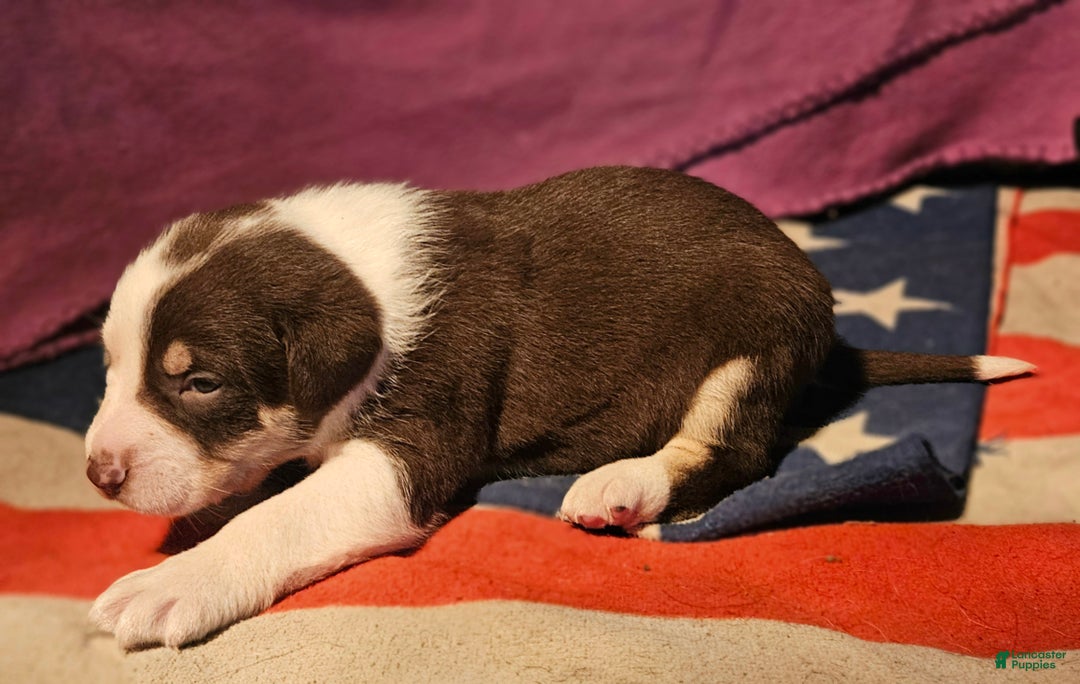 Border Collie dogs for sale: CeeCee - Ad 11