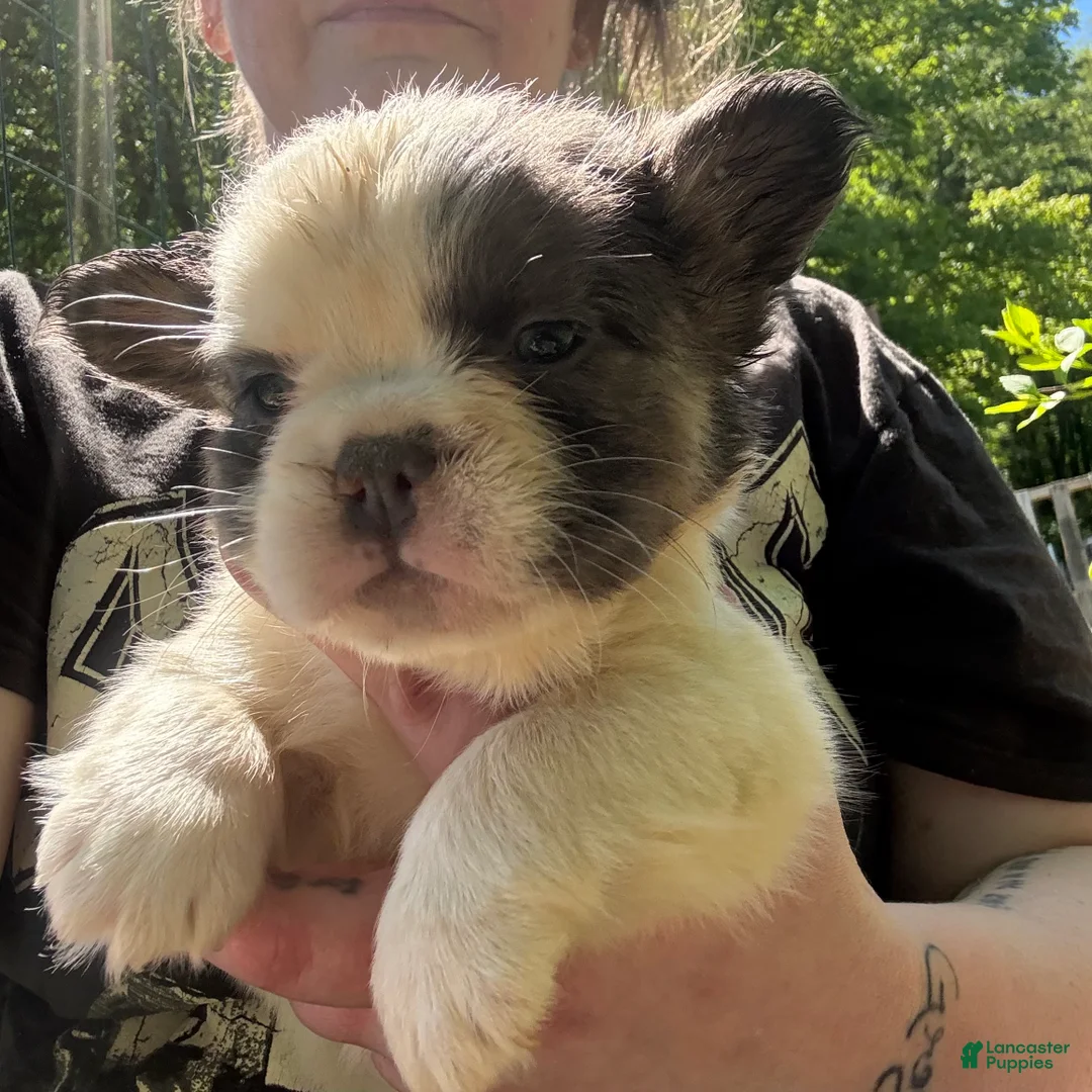 French Bulldog dogs for sale: French Bulldog Puppy 2 (fluffy) - Ad 2