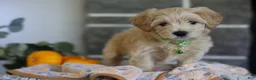 Maltipoo dogs for sale: Beanie - Ad 11