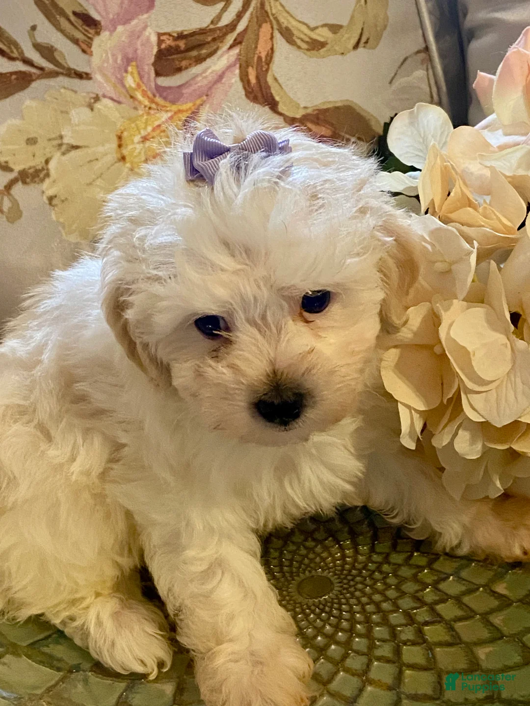 Pomapoo dogs for sale: Pomapoo 6 - Ad 2