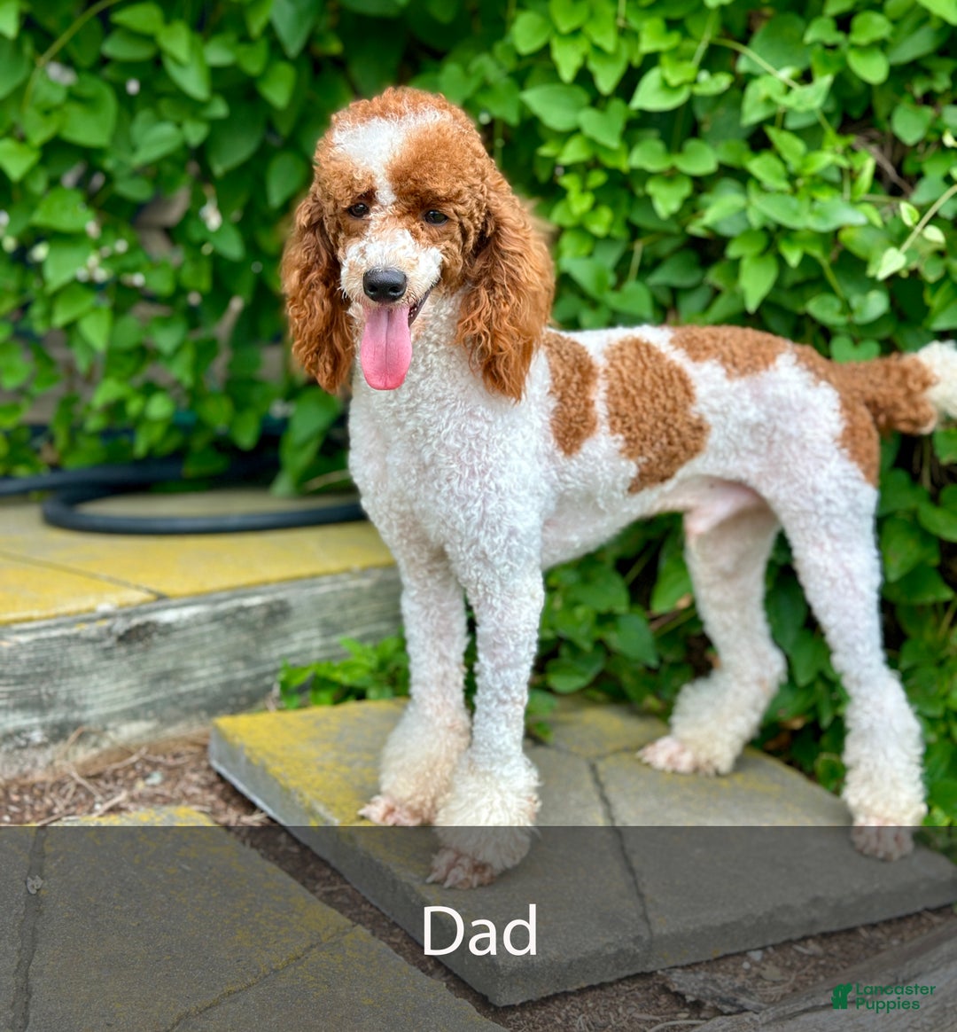 Mini Bernedoodle dogs for sale: Rocket - Ad 11