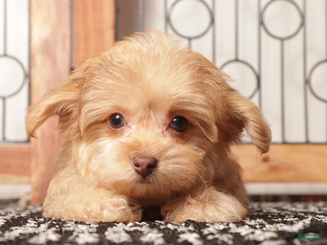 Yorkiepoo dogs for sale: Bella Tan Female Yorkie-Poo - Ad 2