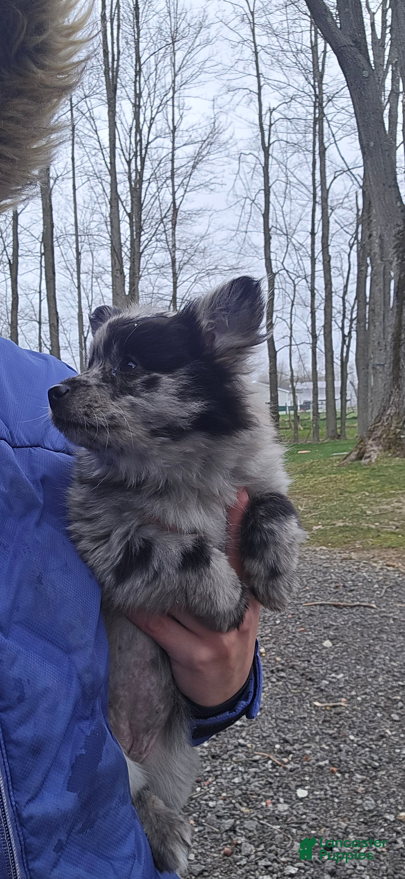 Pomapoo dogs Pomapoo Puppy 2 - Ad 2