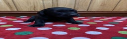 Labrador Retriever dogs for sale: Blossom - Ad 3