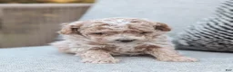 Bichpoo dogs for sale: Titan - Ad 1
