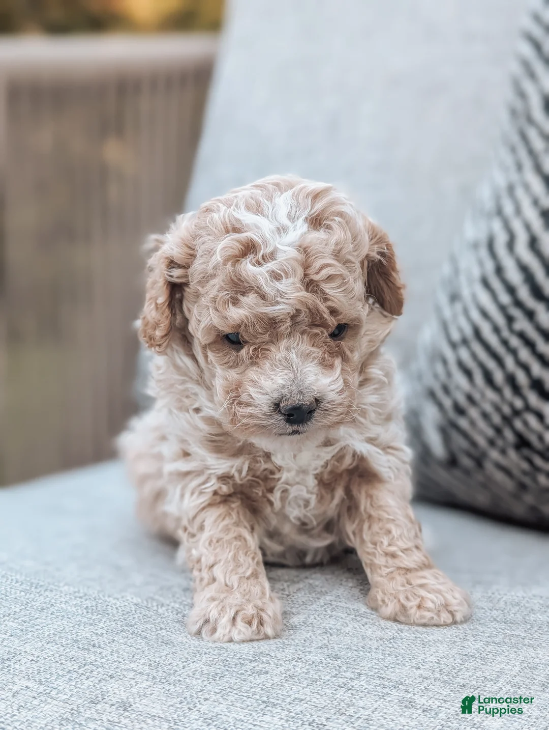 Bichpoo dogs for sale: Titan - Ad 1