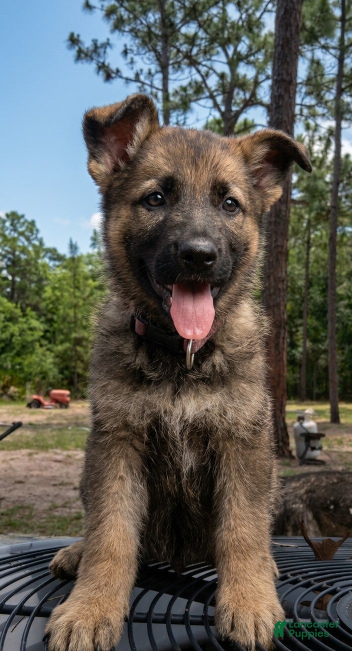 German Shepherd dogs German Shepherd Puppy 4 - Ad 33