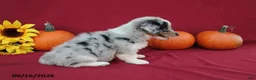 Mixed Breed dogs for sale: Astro - Ad 3