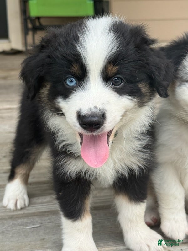 Miniature Australian Shepherd dogs DIESEL - (Green Collar) - Ad 2