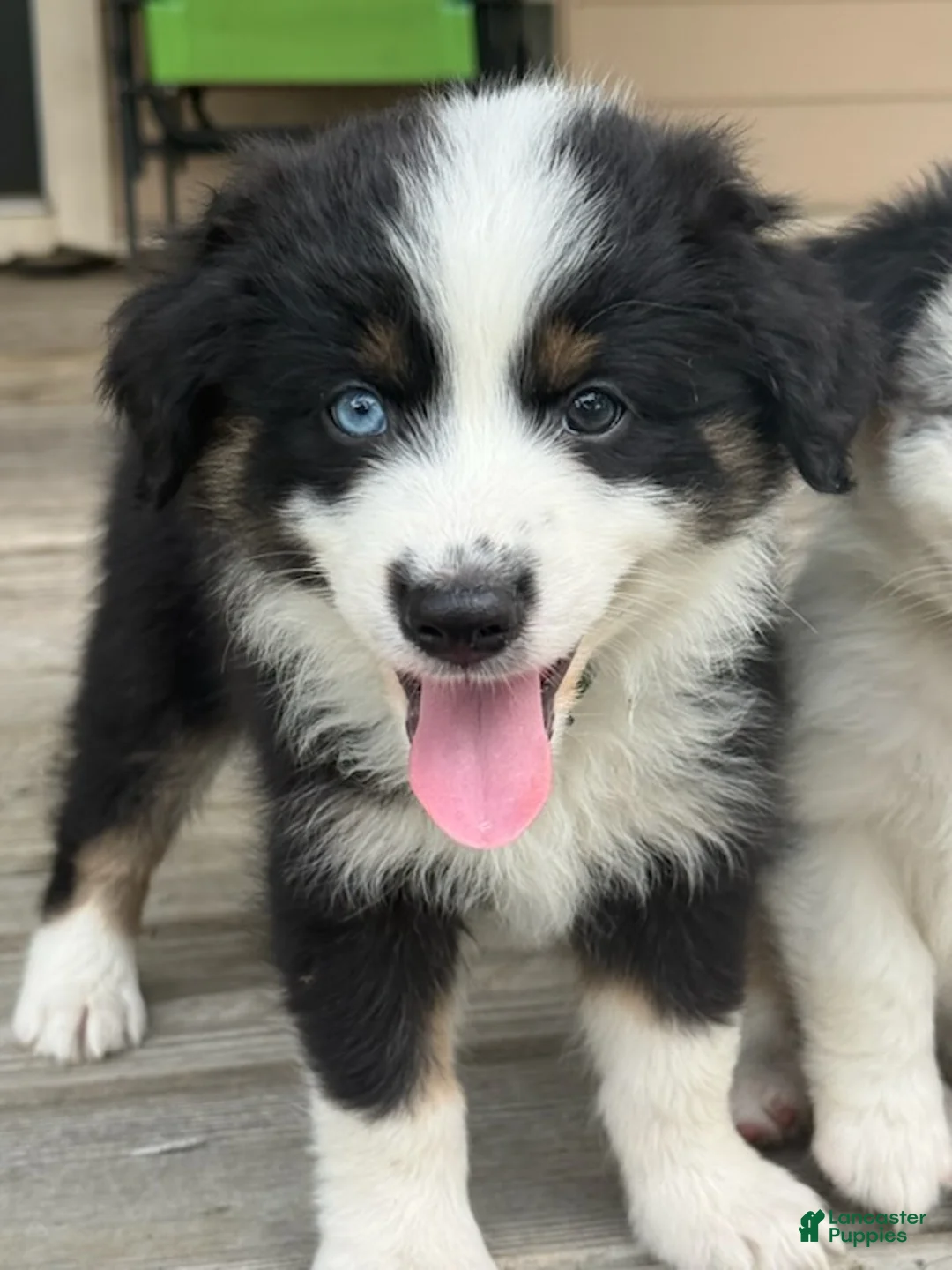 Miniature Australian Shepherd dogs for sale: DIESEL - (Green Collar) - Ad 2