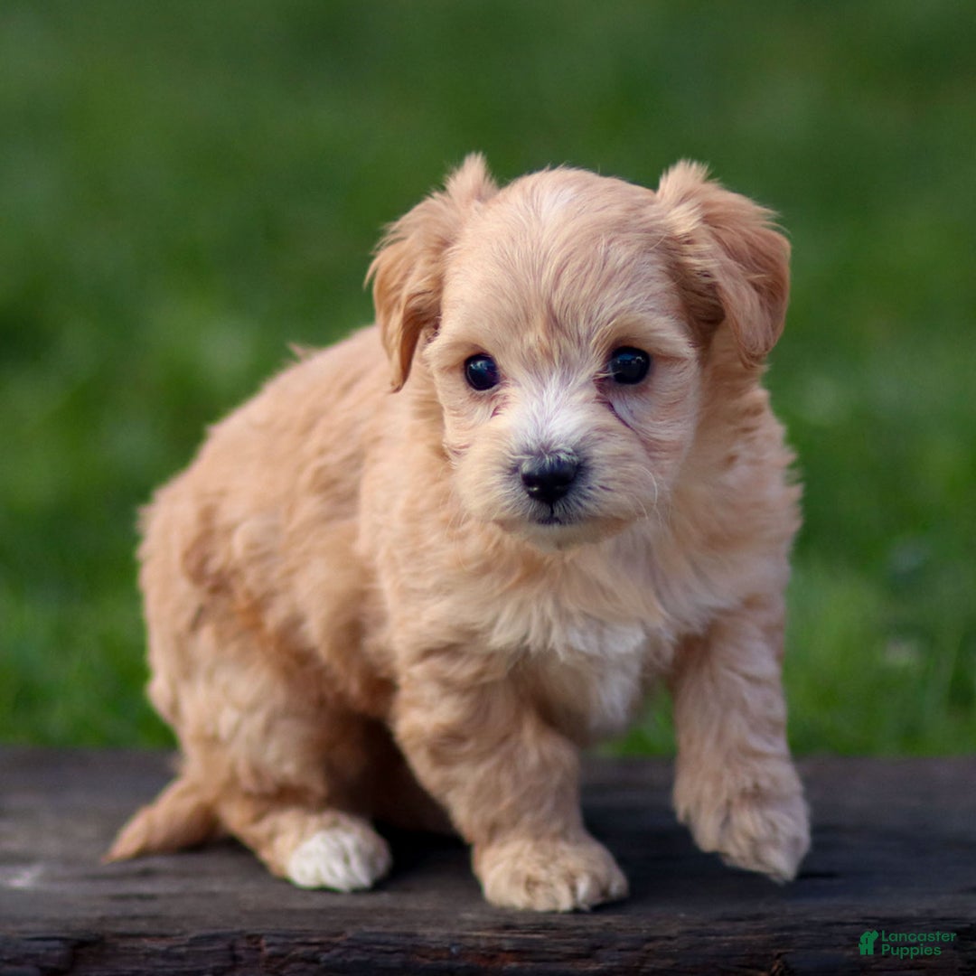 Maltipoo dogs for sale: Sondra - Ad 7