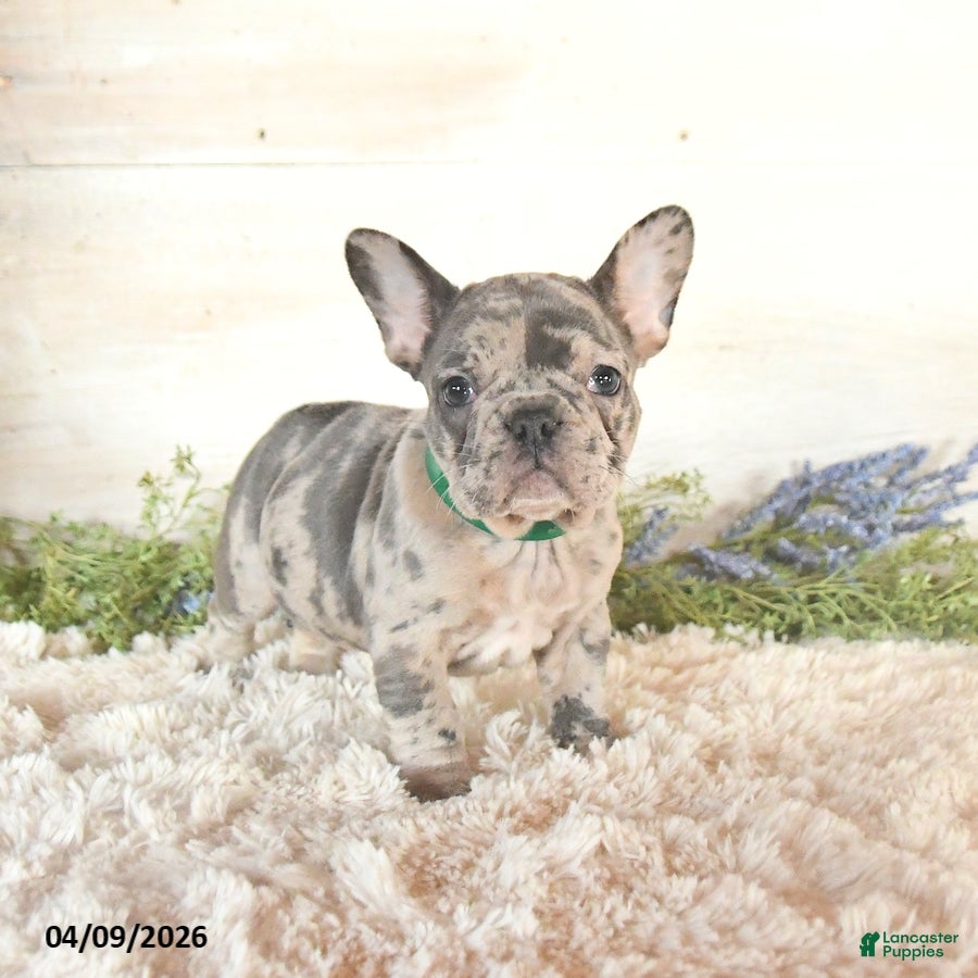 French Bulldog dogs Sky - Ad 1