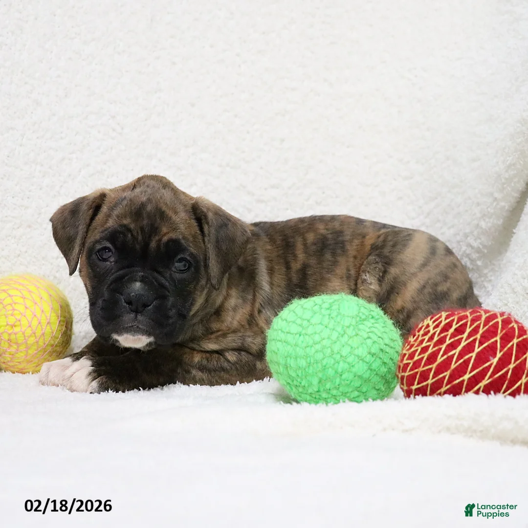 Boxer dogs for sale: Molly - Ad 5