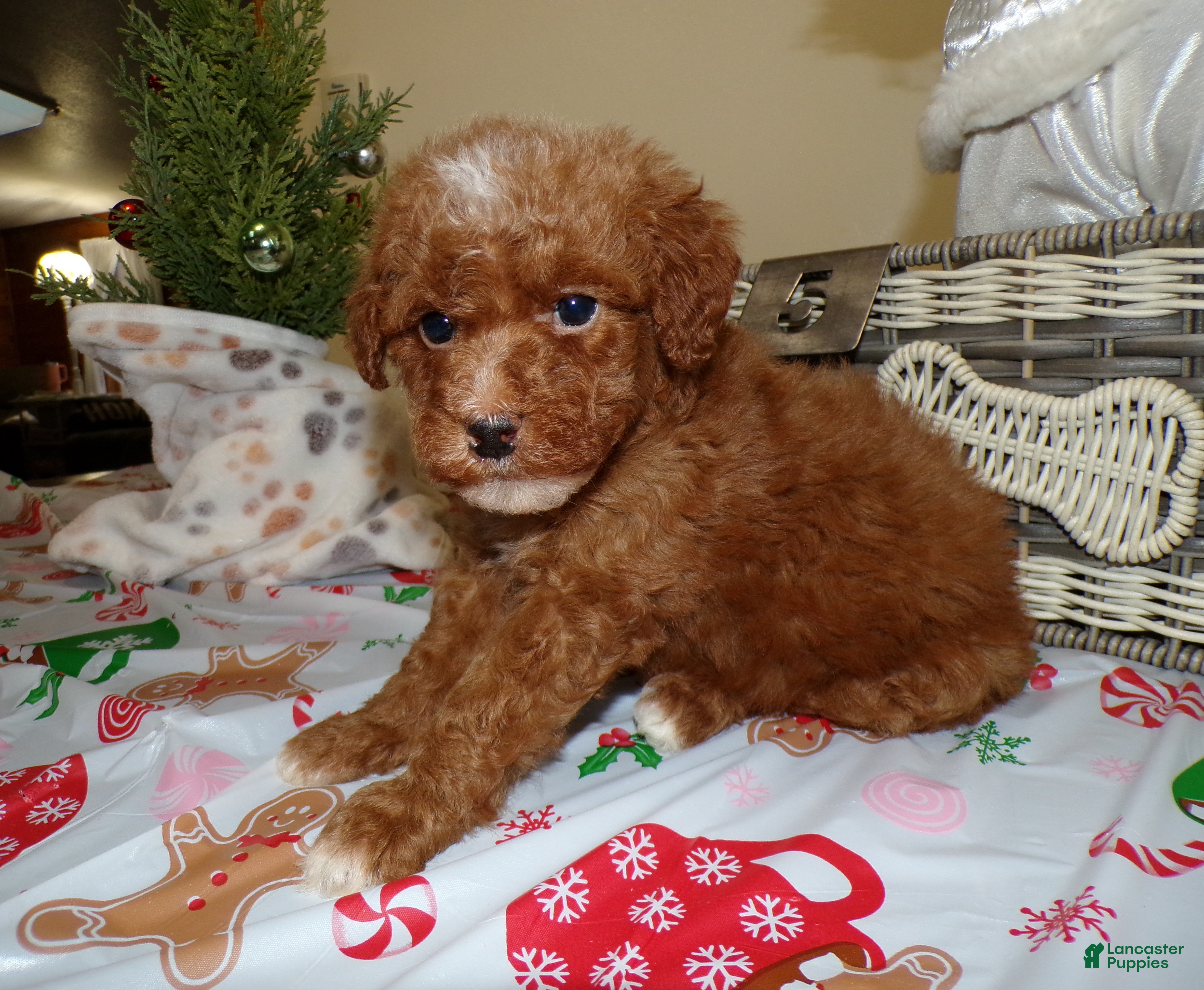 Miniature Poodle dogs Miniature Poodle Puppy 5 Peace - Ad 32