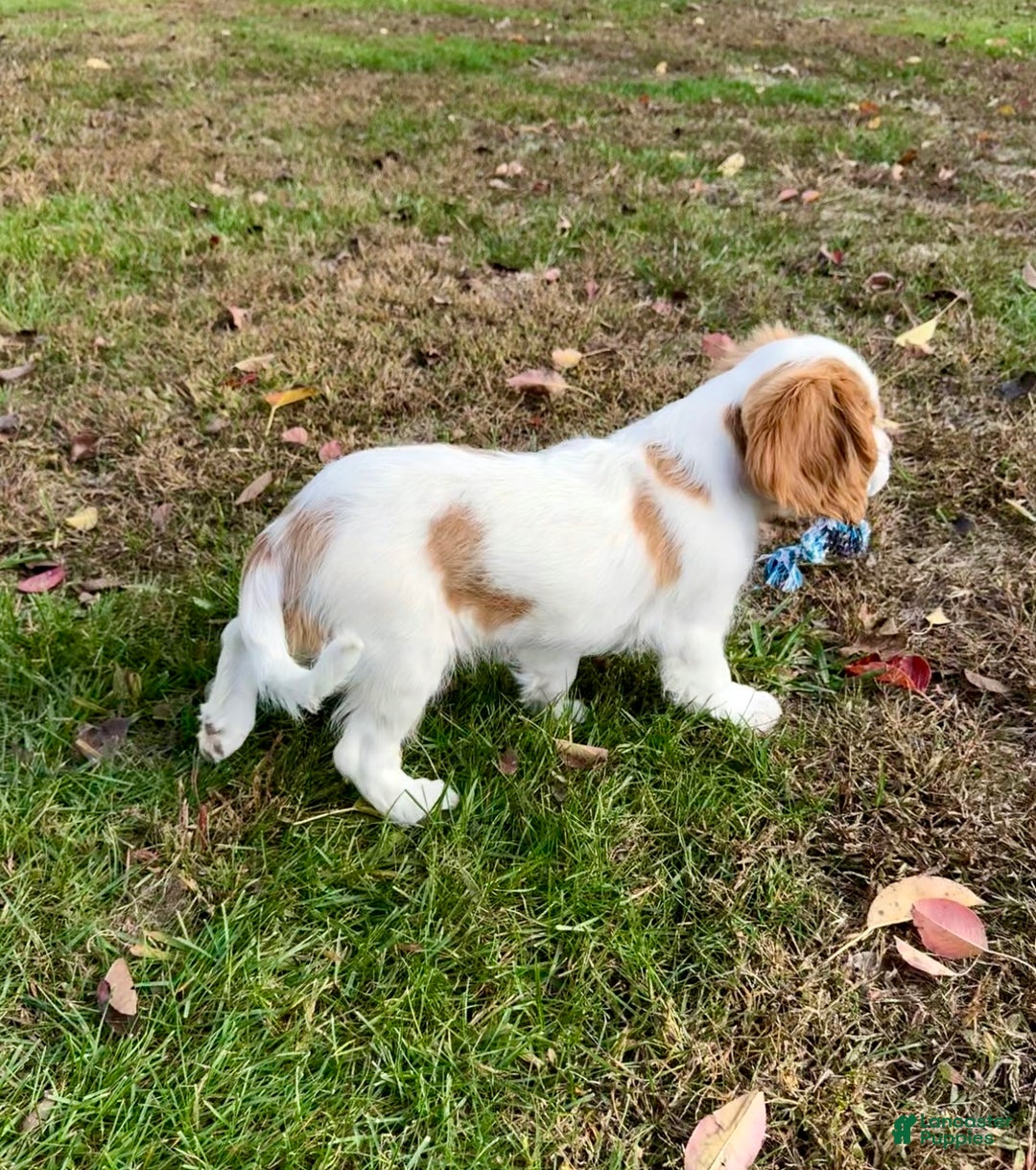 Cavalier King Charles Spaniel dogs for sale: Cavalier King Charles Spaniel Puppy 2 (Rocky) - Ad 6