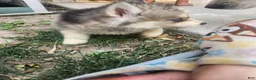 Siberian Husky dogs for sale: Siberian Husky 4 - Ad 2