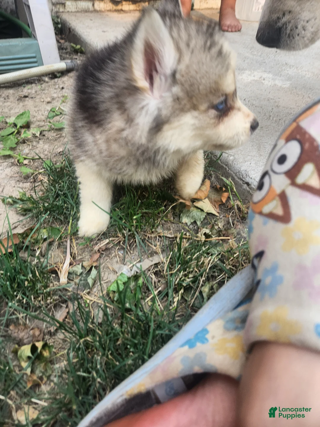 Siberian Husky dogs for sale: Siberian Husky 4 - Ad 2