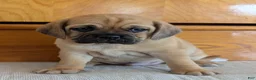 Puggle dogs for sale: Chuck  - Ad 2