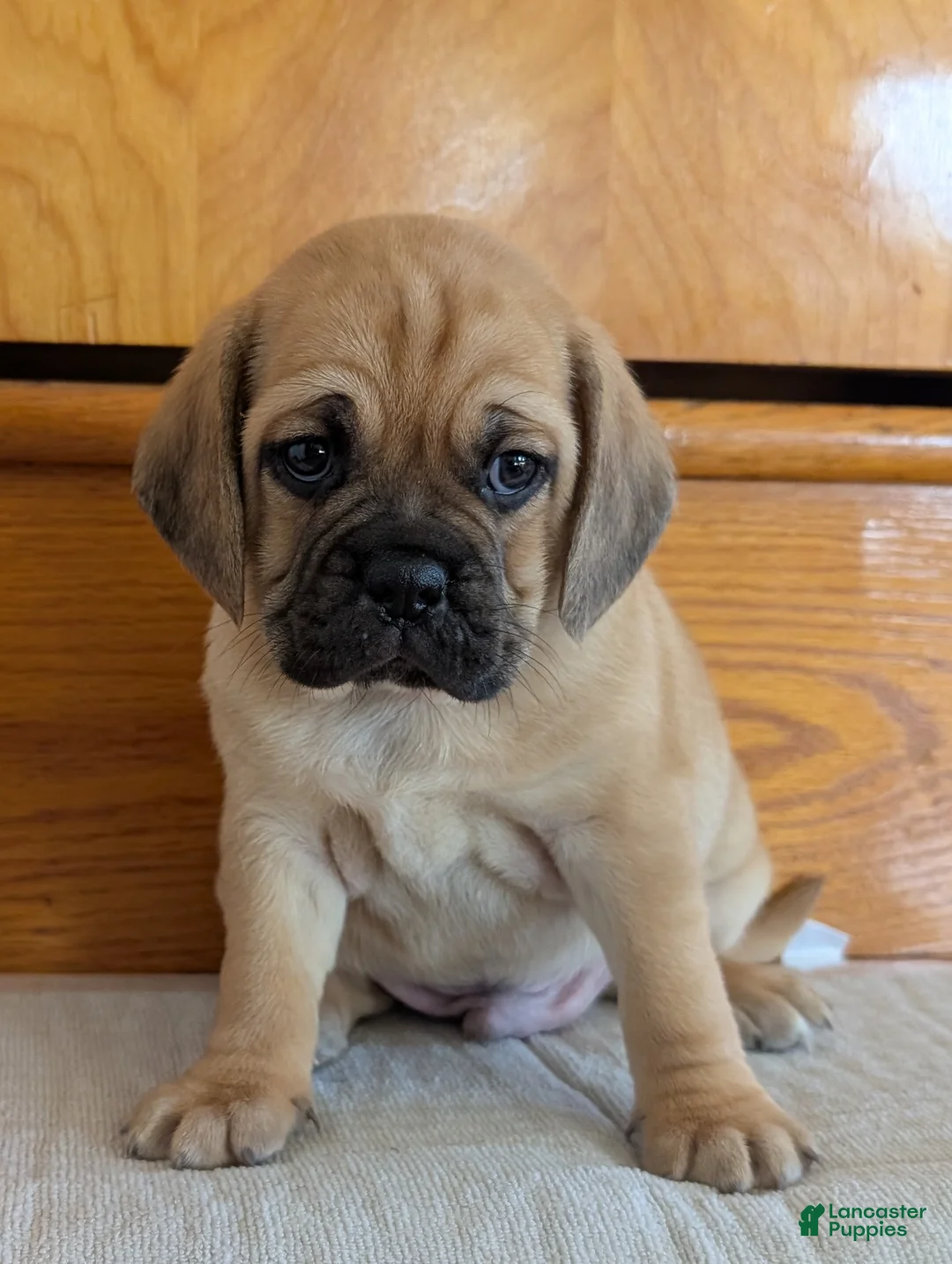 Puggle dogs for sale: Chuck  - Ad 2