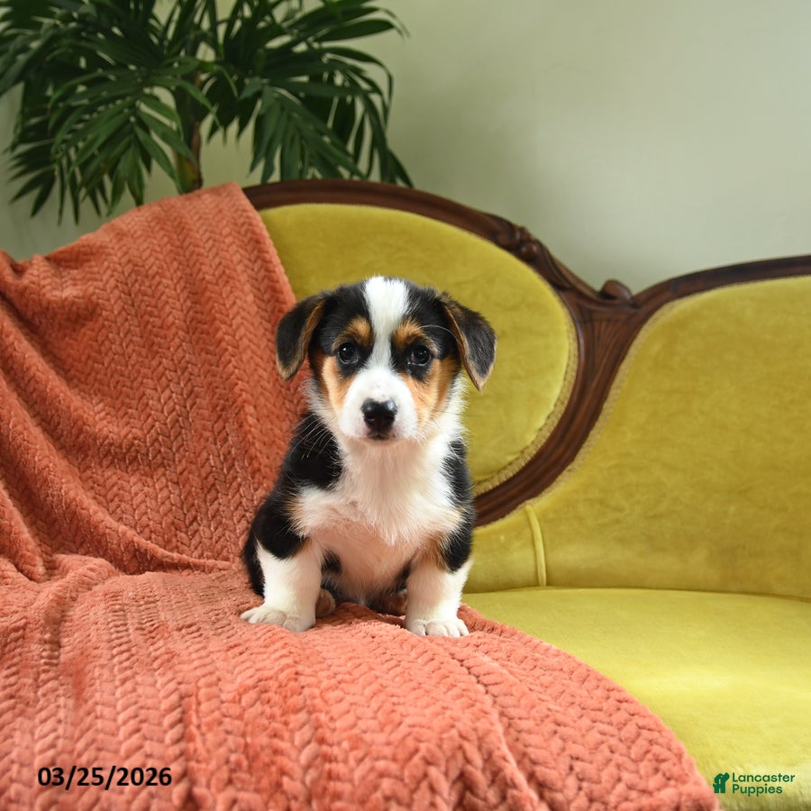 Welsh Corgi Pembroke dogs Toola - Ad 1