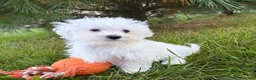 Maltese dogs for sale: Eddie - Ad 3
