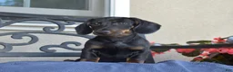 Miniature Dachshund dogs for sale: Checkers - Ad 3