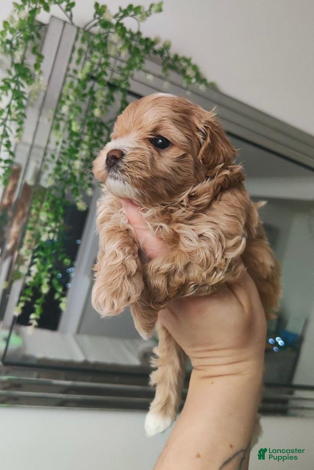 Maltipoo dogs for sale: Ella - Ad 10