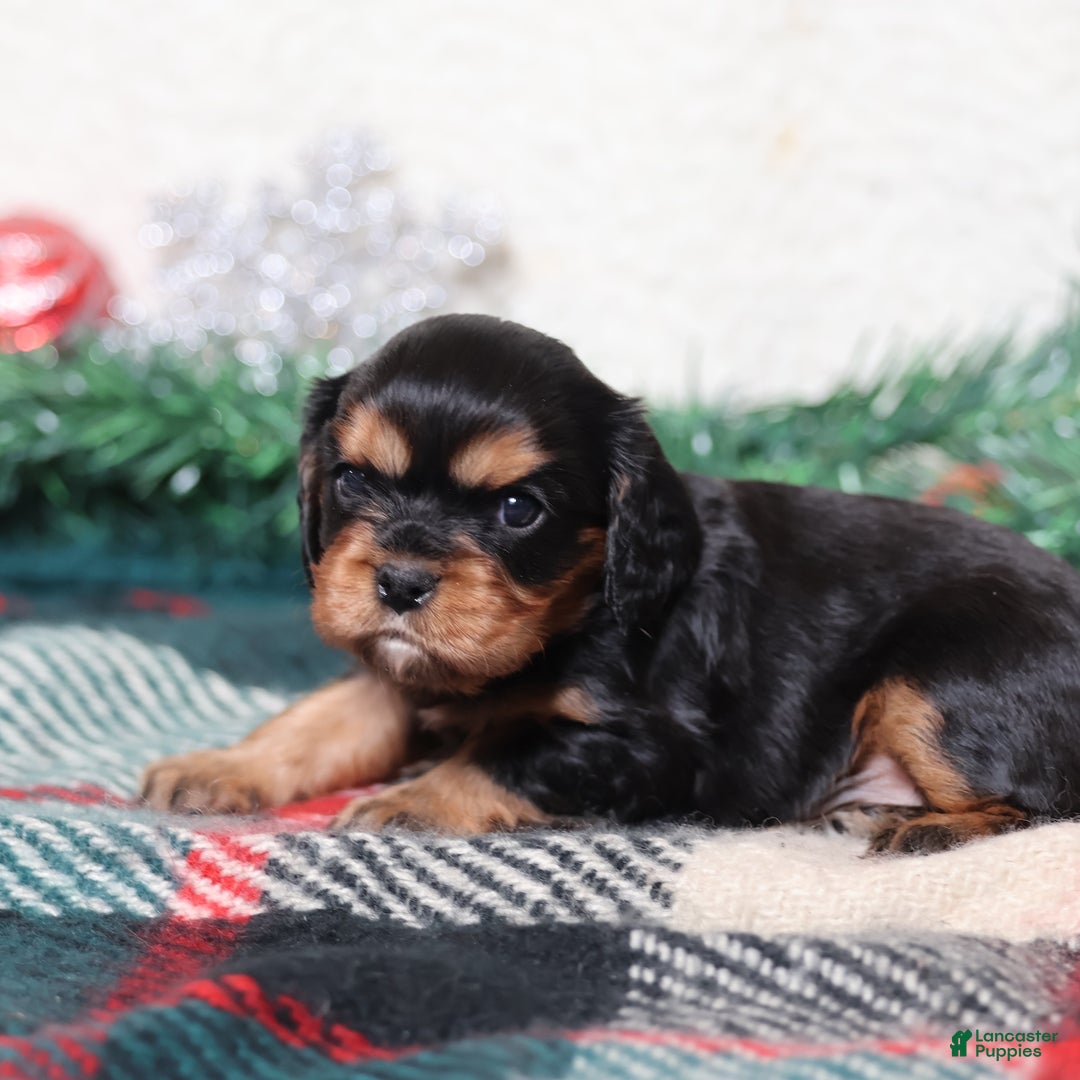 Cavalier King Charles Spaniel dogs for sale: Nora | Genetically Screened  - Ad 7